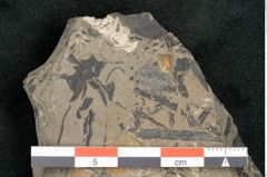 Foto (Detailansicht) von Taeniopteris lomariopsis Ettingshausen (NHMW-GEO-2024-0188-10322)